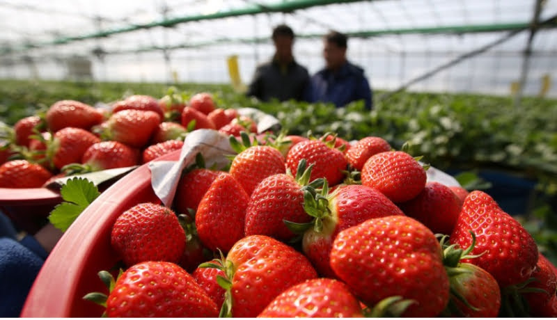 Morangos em uma bacia. Ao fundo um campo com dois agricultores conversando.